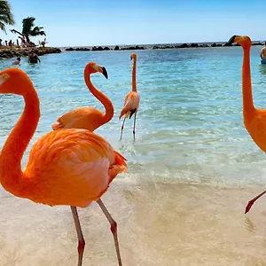 Yoyita Aruba (adults Only) Guest house